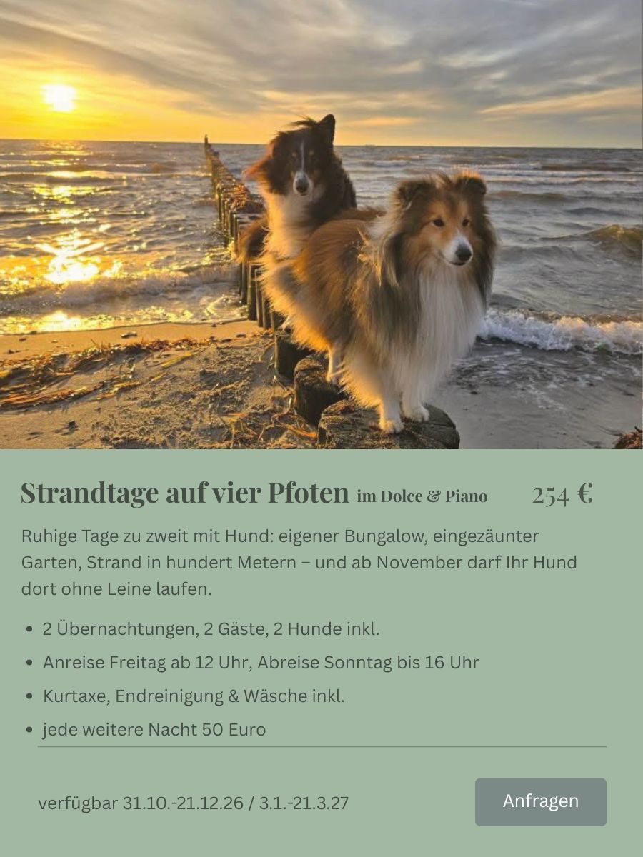 2 Hunde am Meer im Sonnenuntergang