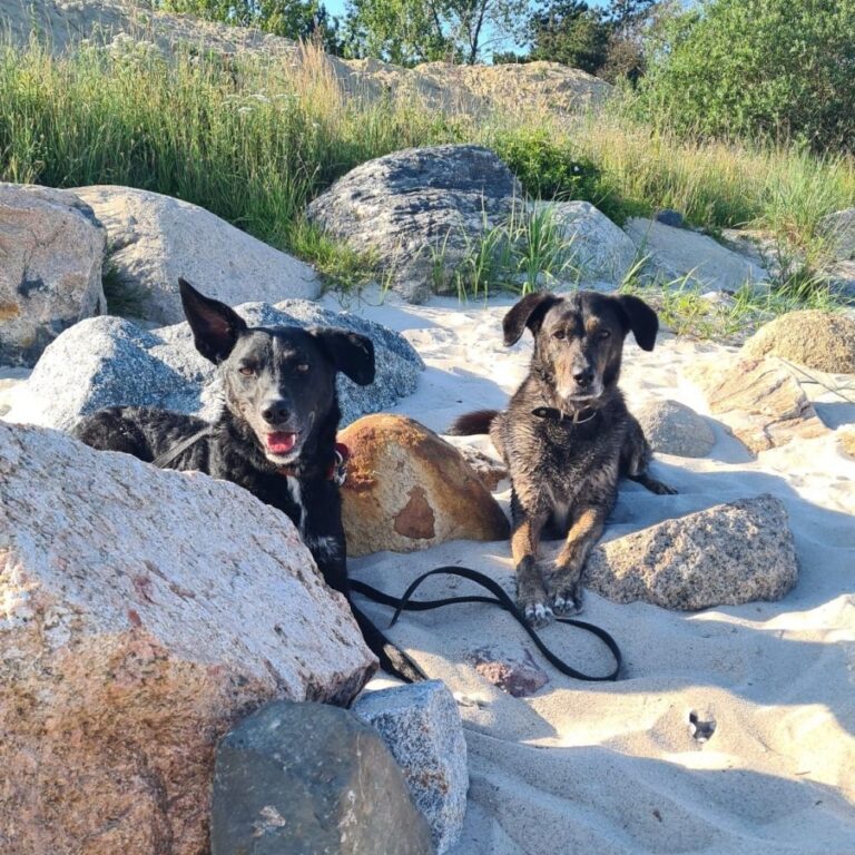 Urlaub mit Hund Duo in Felsen