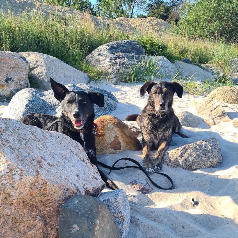 Urlaub mit Hund