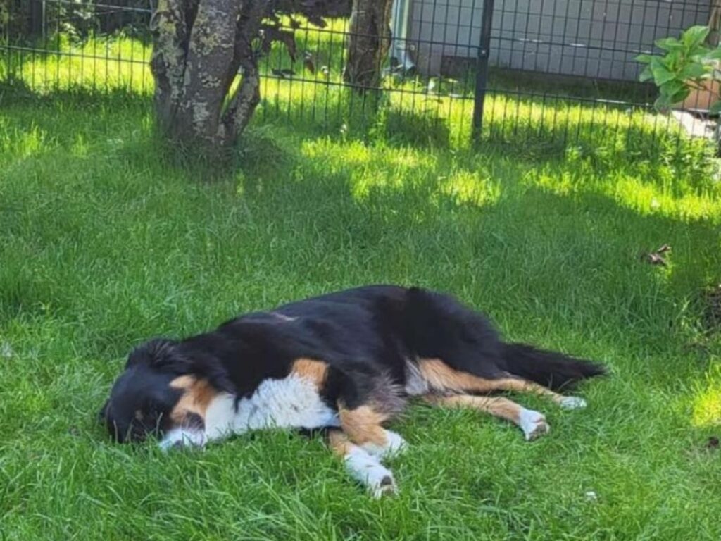 Urlaub mit Hund