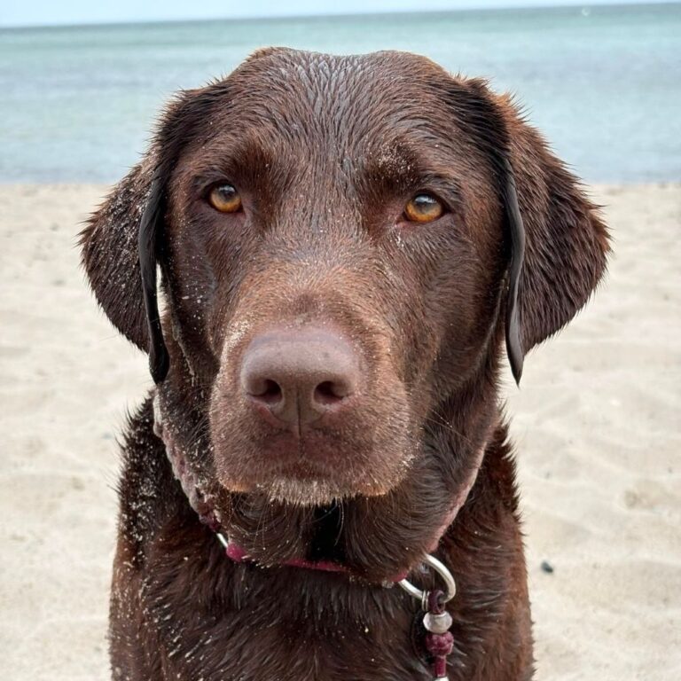 Urlaub mit Hund Labbi-Love