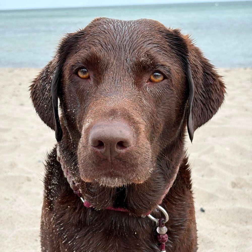 Urlaub mit Hund