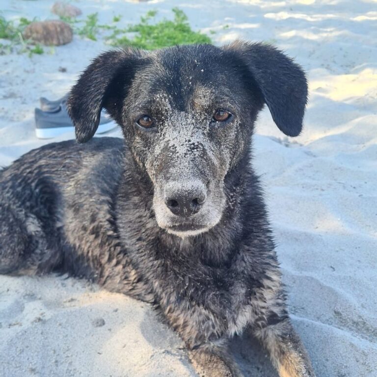 Urlaub mit Hund Sandhund