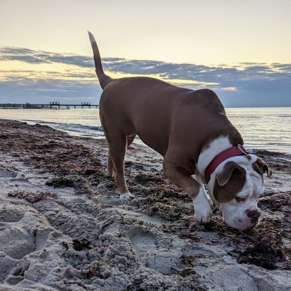 Urlaub mit Hund