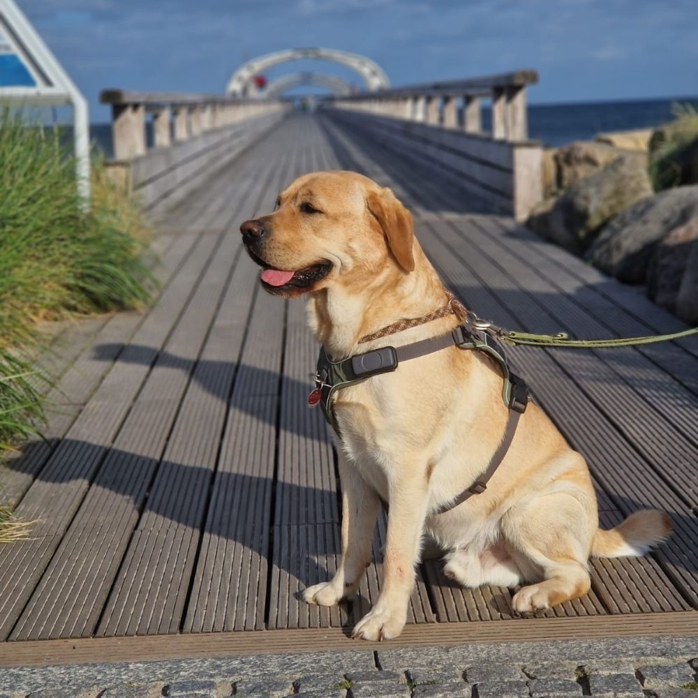Urlaub mit Hund