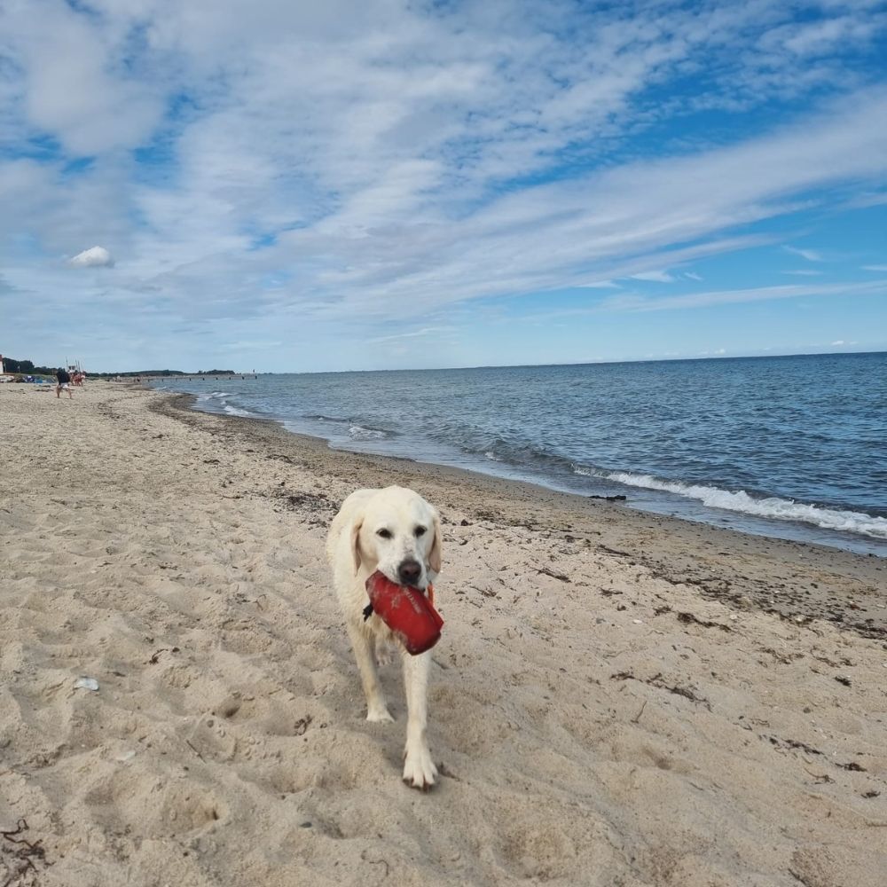 Urlaub mit Hund