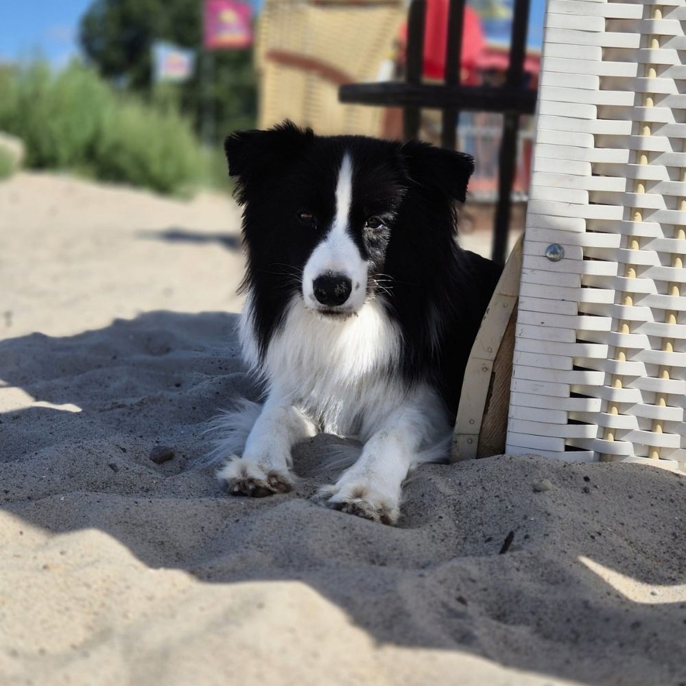 Urlaub mit Hund